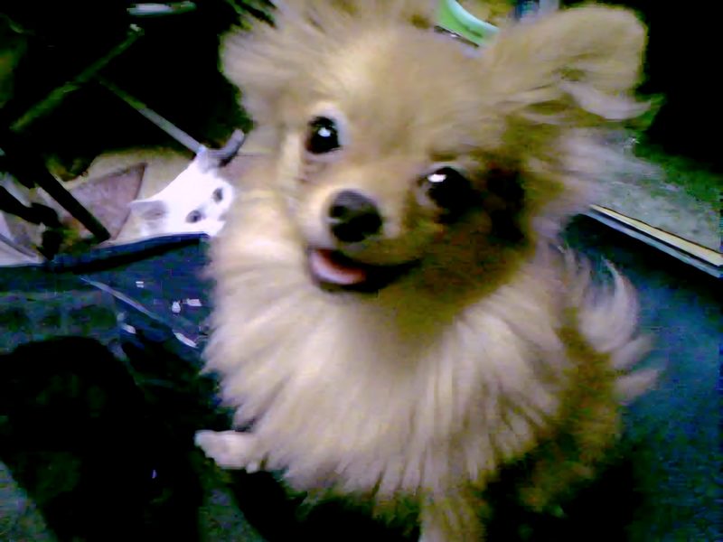 บราวนี่ น้องสาวของ Mugen โดยมีพี่ Mugen อยู่มุมซ้ายบนของภาพ