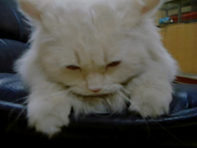 Mugen หมอบพักบนเก้าอี้